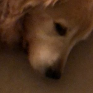 Meet your Posher, Peggy